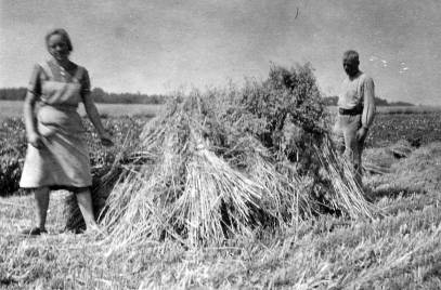 Kornernte, Heinrich Holtkamp mit Helferin um 1948