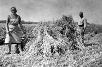 Kornernte, Heinrich Holtkamp mit Helferin um 1948